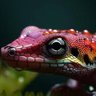 Фото профиля Lagartixa Vermelha!