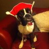 Puzzledug2-Electric Boogaloo 的头像