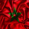 Rachid EL FILALI 的头像