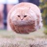 DreamDancer profil fotoğrafı