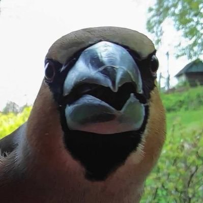 Cukrář Dlask's profile picture