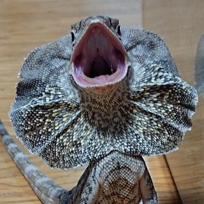 yFOi2Bsmq0tXiL's profile picture