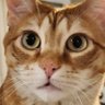 Matt 🙀's profile picture