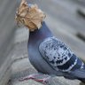 MAXI pigeon profil fotoğrafı