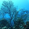 Black Coral profil fotoğrafı