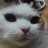 Elon meaw 的头像