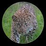 Abuthamer230's profile picture