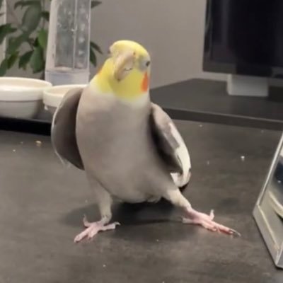 fuuuchann0516's profile picture