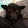 werewolf 的头像