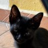 catmeow's profile picture
