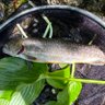 岩魚's profile picture