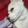 Pyae's profile picture