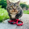Yangchen profil fotoğrafı