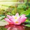 灵夏境主 profil fotoğrafı