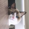 B.ᥫᩣᥫᩣ profil fotoğrafı