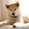 кот 的头像
