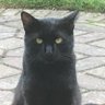Hieronymus Bounce's profile picture