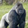 BFR's profile picture