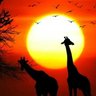 10XAfrica's profile picture