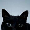 猫吸い's profile picture