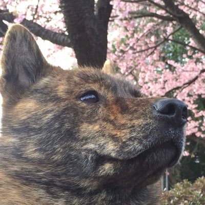 甲斐犬 龍馬's profile picture