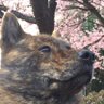 甲斐犬 龍馬 的头像