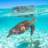 Sammie turtlemama's profile picture