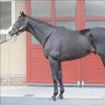 ✨🐎馬好きんぐ🐎✨'s profile picture