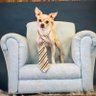 Profilbild von Frankelton “Whobert gives Whojobs 4food” Chihuahua