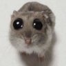 Profilbild von IcyFarlen