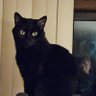 mycatfriday 的头像