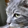 阿吽さん profil fotoğrafı