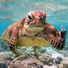 Turtlebum 🇦🇺 🖤💛❤ 的头像