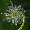 Profilbild von Hedgecat