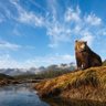 DiligentBear 的头像