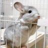 🎀🐭しらすとえんま🐭🎀 的头像