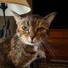 Peg Manley profil fotoğrafı
