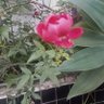 Фото профиля Suellen_Vitória