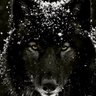SAGHROUCHNI's profile picture
