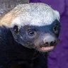 Momma Badger 的头像