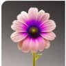 paammyu profil fotoğrafı