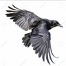 カラス profil fotoğrafı