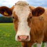 a moo moo 的头像