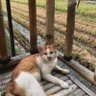 Komut Pertamini profil fotoğrafı