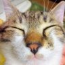 3000 ナツネコ🐱 profil fotoğrafı