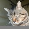 らんまる子's profile picture