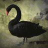 Black swan's profile picture