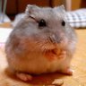 みのん‎ 的头像