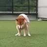 ステイ@勝たんしか柴犬's profile picture
