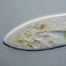 草履虫 的头像